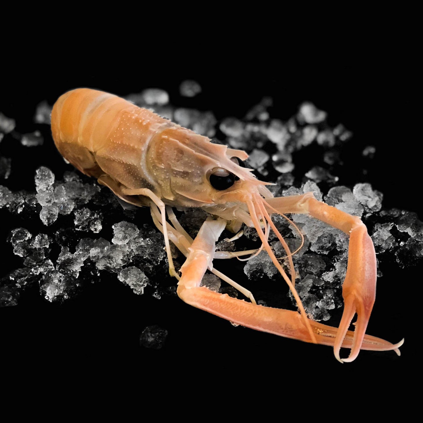 Wild Caught Western Australia Scampi (frozen)