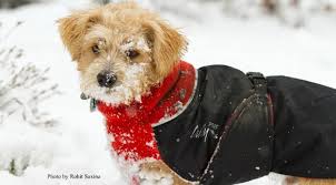 Chillydogs winter coat