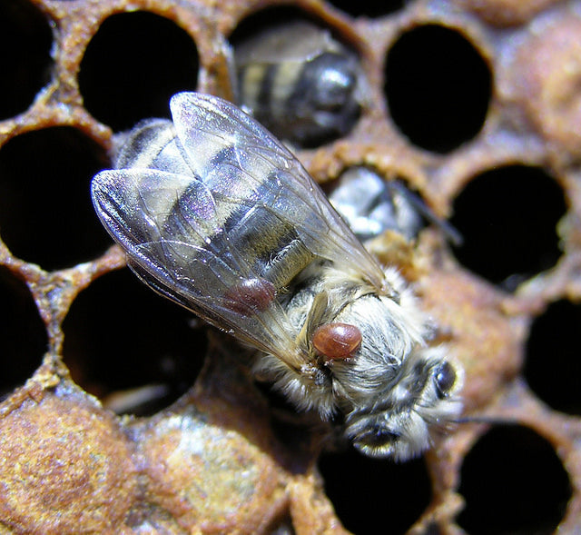 Varroa mite on honey bee. Source: Flickr