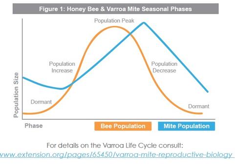 Honey Bee & Varroa Mite Seasonal Phases via Extension.org