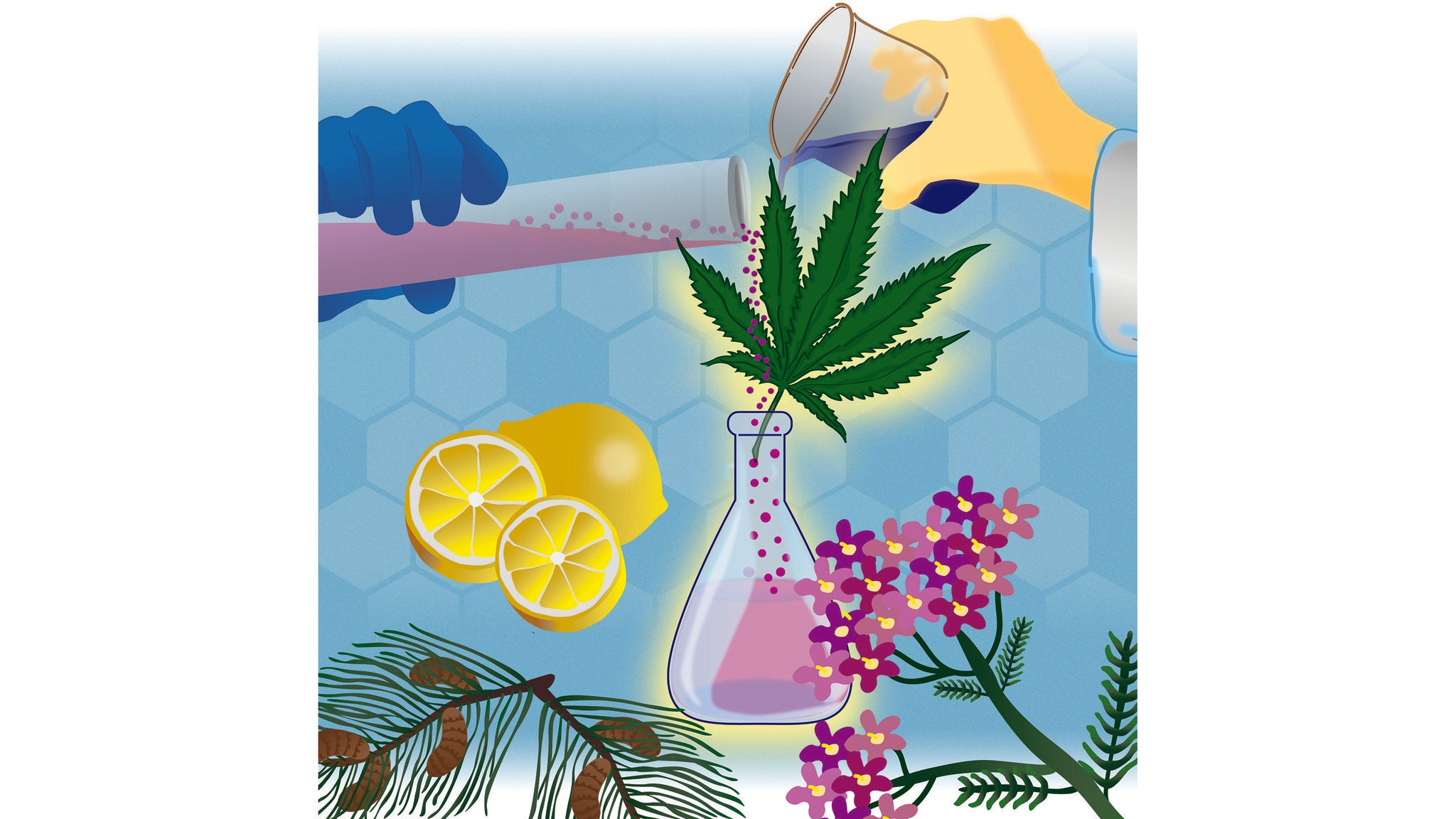 Terpenes are present in all cannabis plants and create the distinctive aroma and taste of different strains.