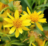 Arnica