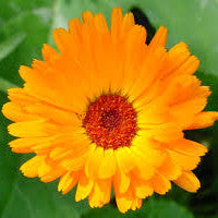 calendula