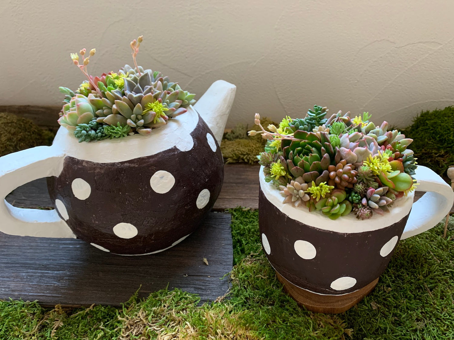 多肉植物寄せ植えセット　coco.ringo*nurseryアルトスターオリジナル　限定数１５