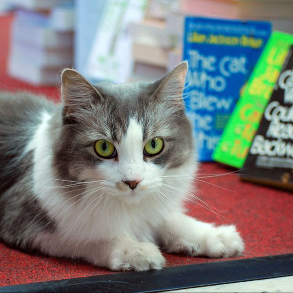 Emily Grace - cat - Edisto Bookstore
