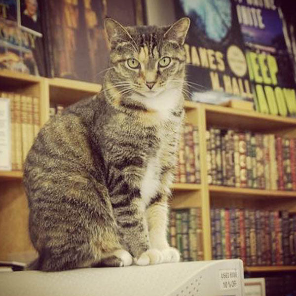 Teacup - cat - Haslam Bookstore