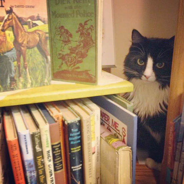 Trixie - cat - Longfellow Books