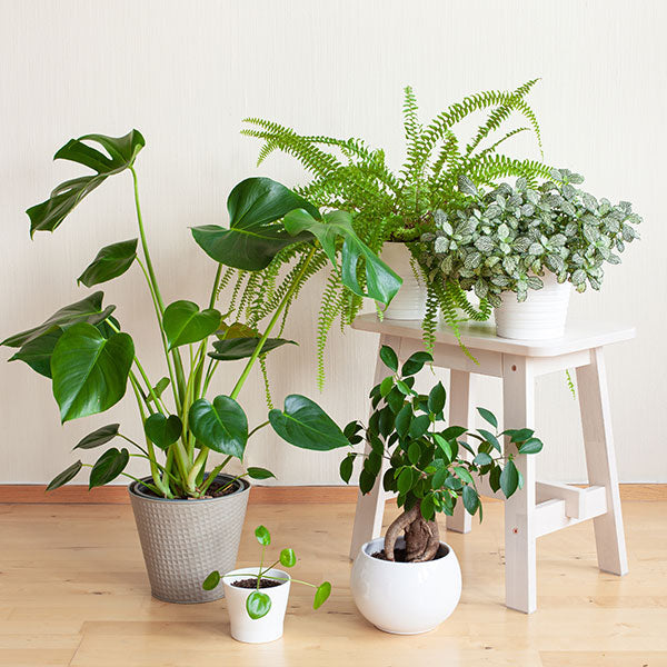 9 Unusual Plants You Can Grow Indoors This Winter