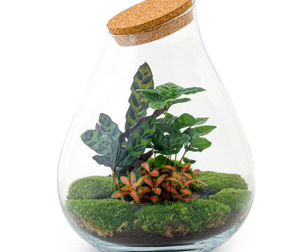 Worstelen rouw hoog Planten terrarium - Ecosysteem met planten in fles – FLESSENTUIN