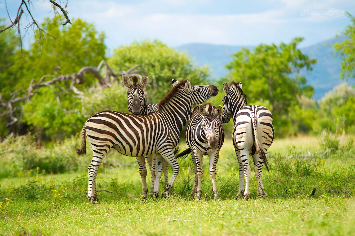 Burchell's Zebra South Africa