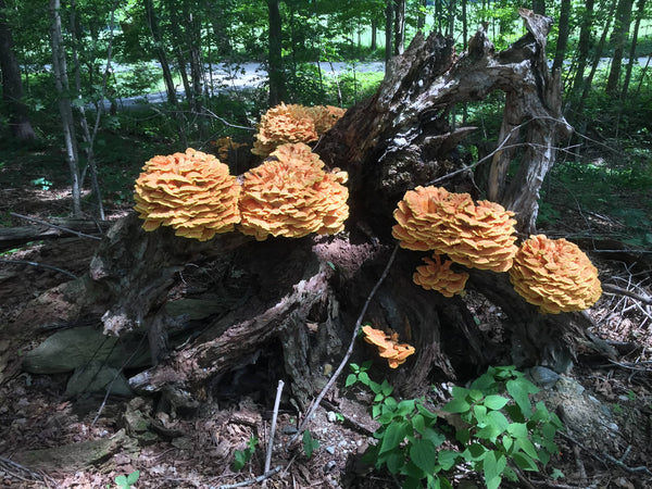 Dehydrated chicken of the woods