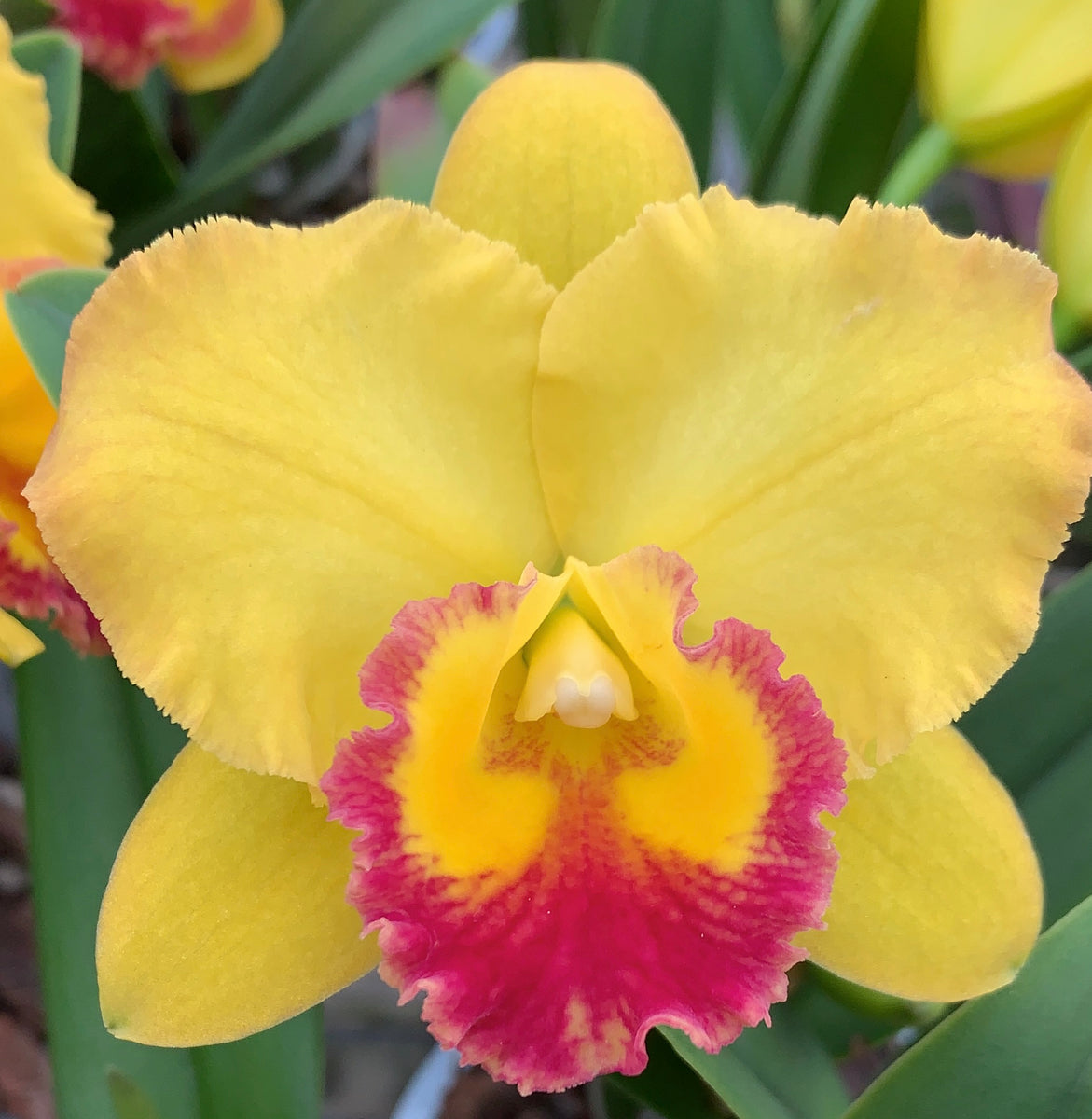 ORCHIDS – Tagged 