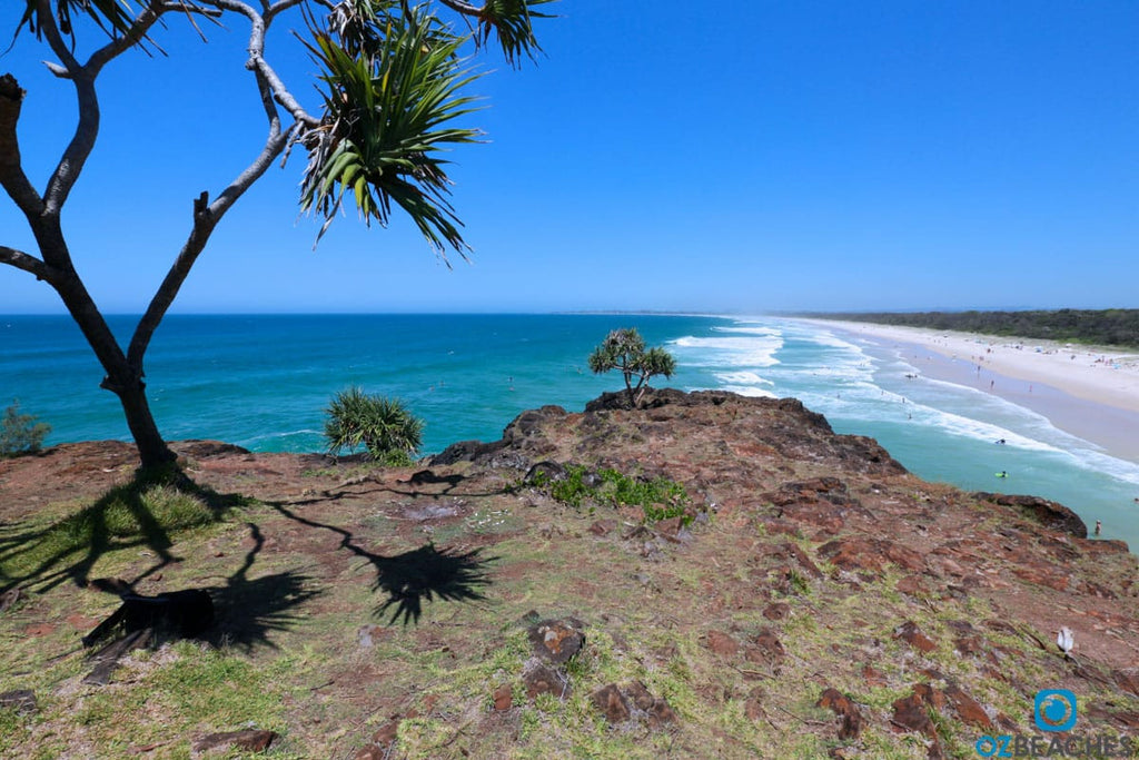 Perfectly positioned palm tree overlooking Dreamtime Beach