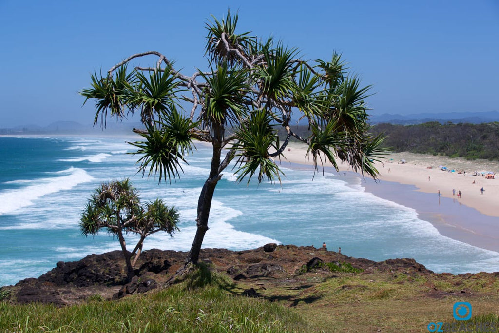 Palm tree overlooking Dreamtime Beach at Fingal Head NSW