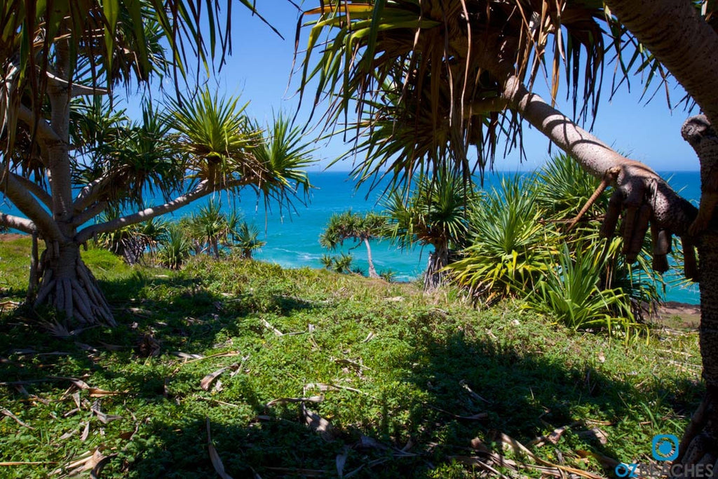 Looking through the palm trees towards the Pacific Ocean at Fingal Head in NSW