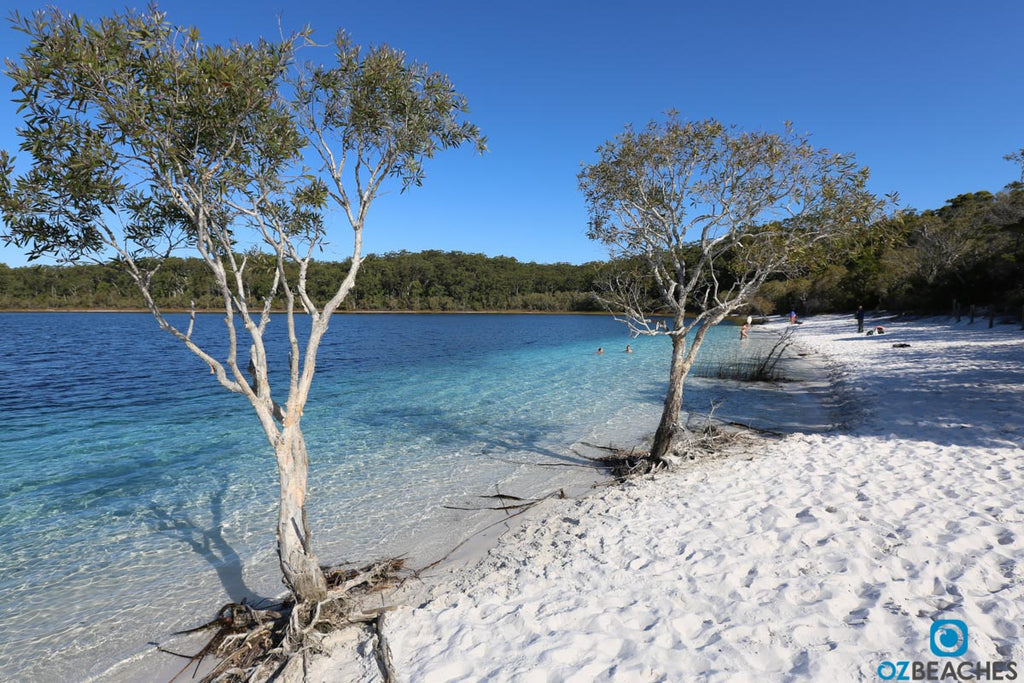 The irresistably blue waters of Blue Lake on Fraser Island