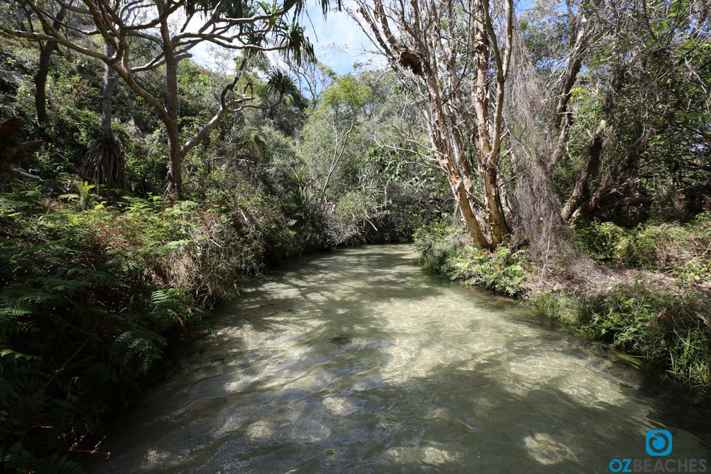 Everyone from the young to the old can walk through Eli Creek on Fraser Island