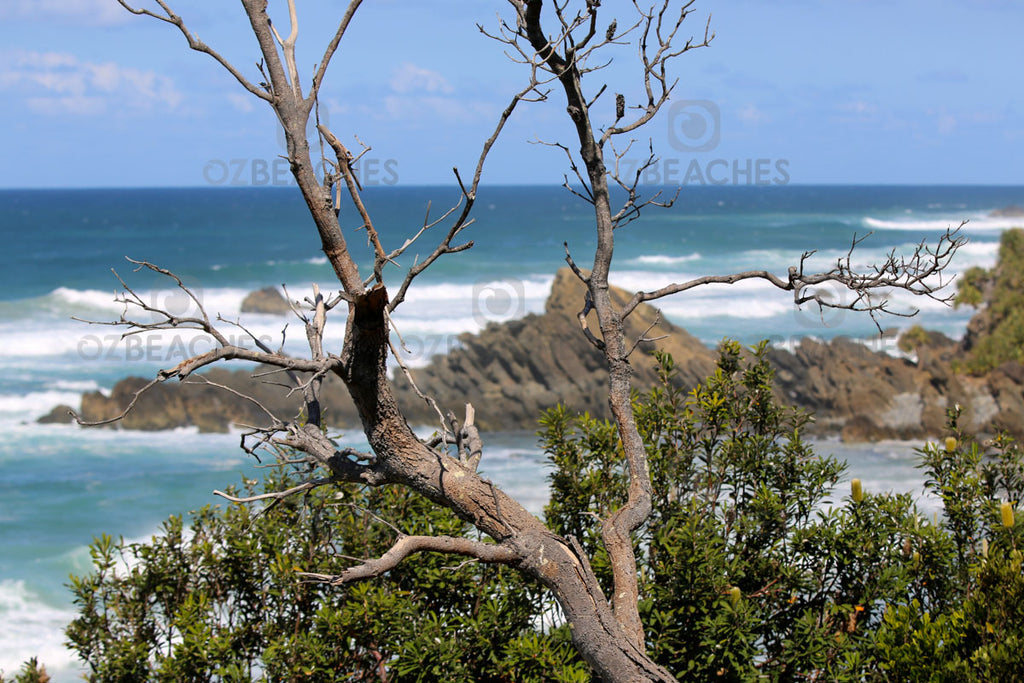 Littoral rainforest at Kings Beach at Broken Head in NSW