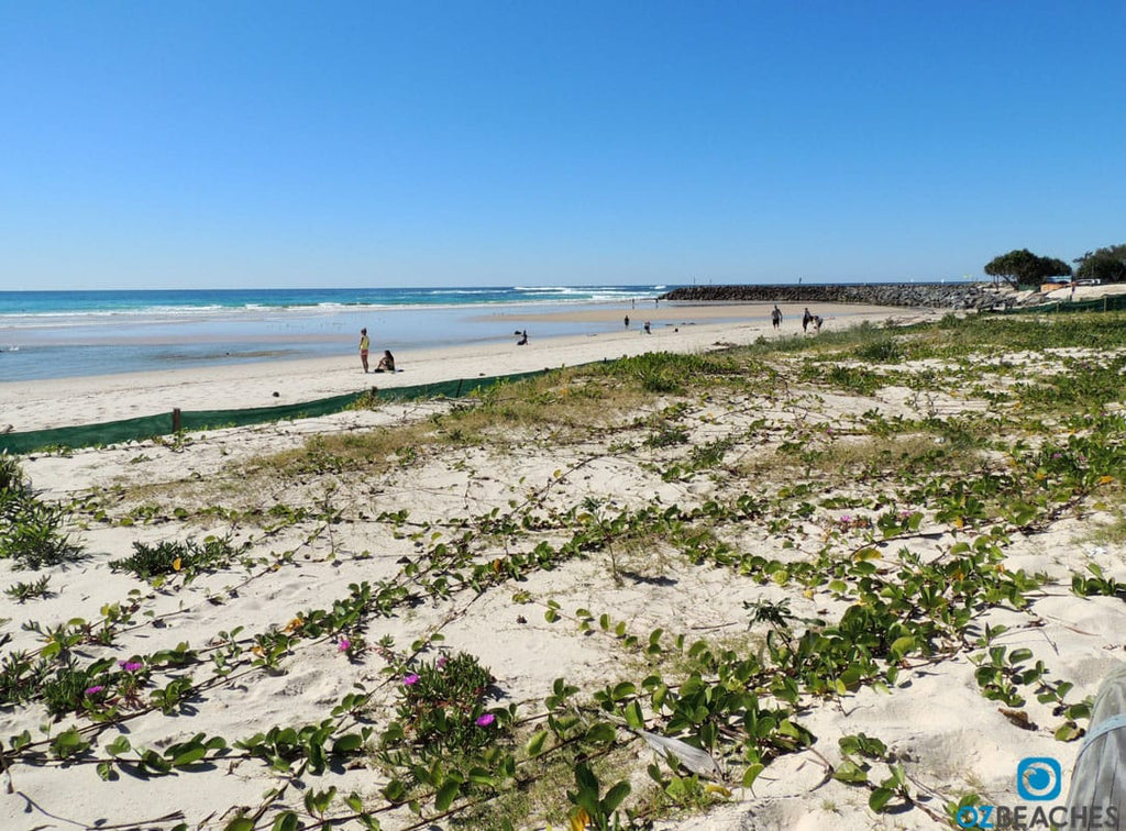 Dune regenration program at Kingscliff beach