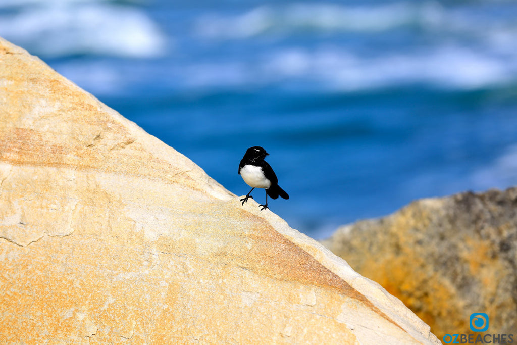 A small bird perched on a sandstone rock at Letitia Spit