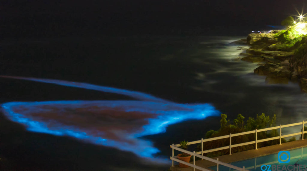 Rare algal bloom at Lurline Bay