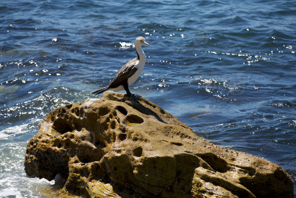 A bird lining up its next victim at Manly Beach