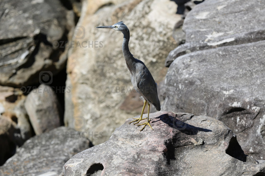 A Cormorant sunning itself on the rocks at Manly