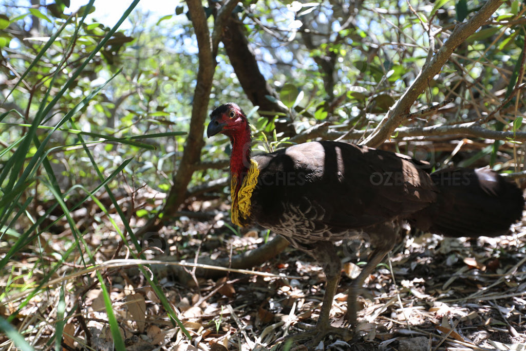 A Brush Turkey searching for its next meal