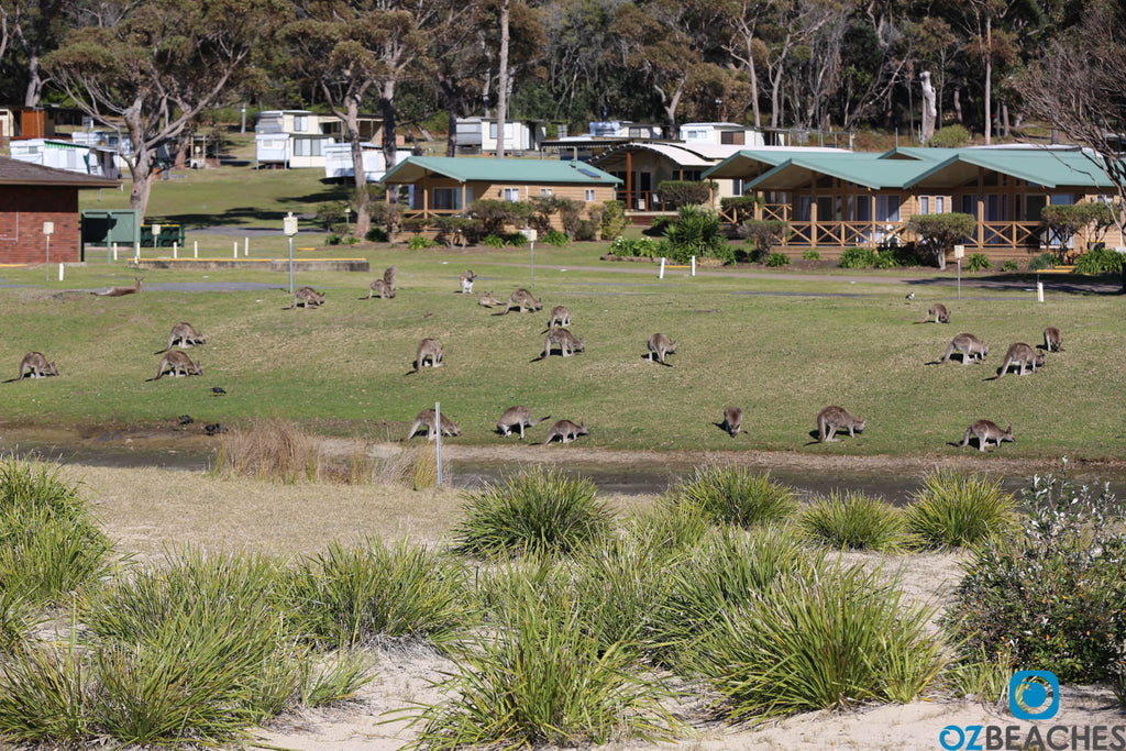 Kangaroos feeding on the beach at Merry Beach