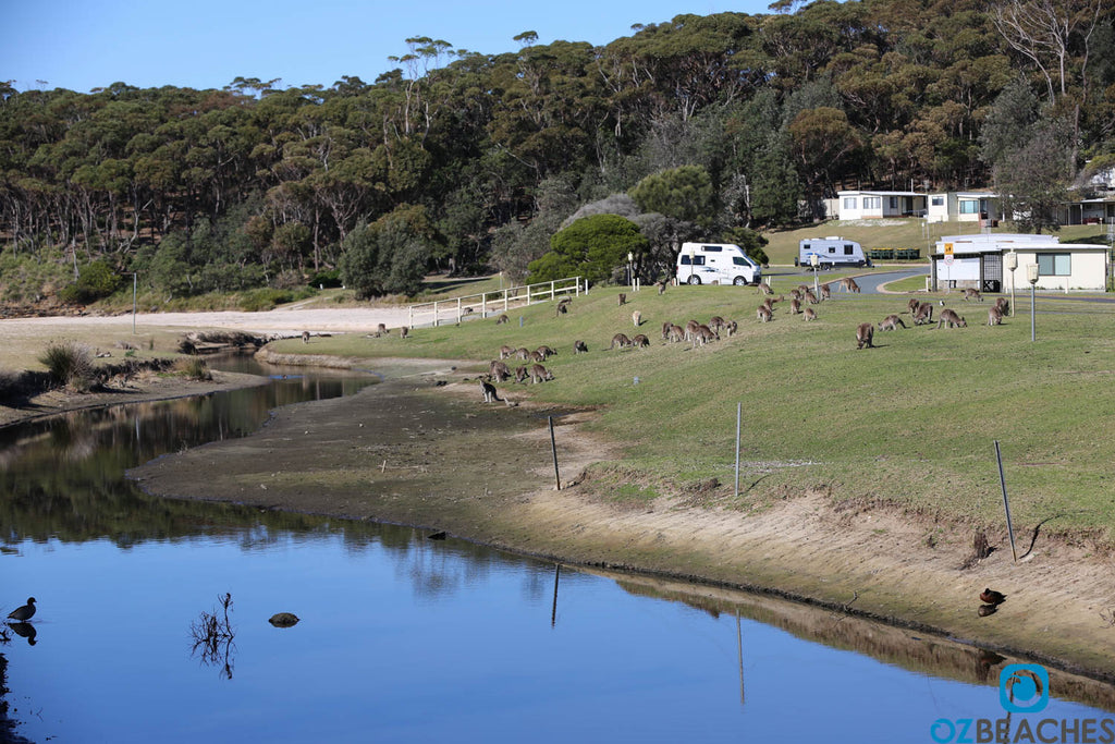 Kangaroos on the beach and everywhere at Merry Beach