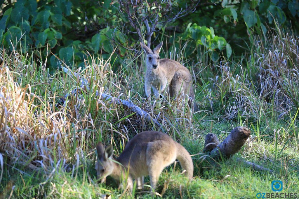 Kangaroos are common on North Stradbroke Island QLD