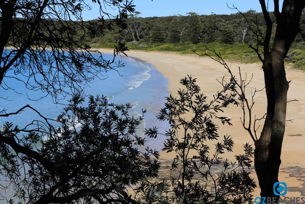 Looking through the trees at Durras Beach NSW