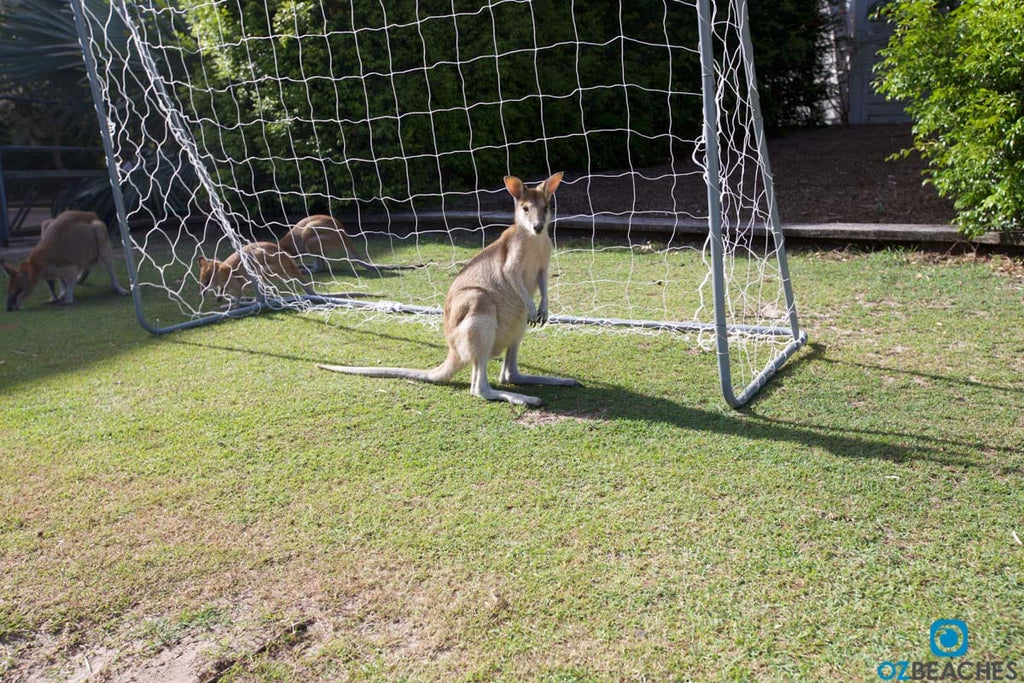Kangaroo playing soccer goalkeeper on South Stradbroke Island