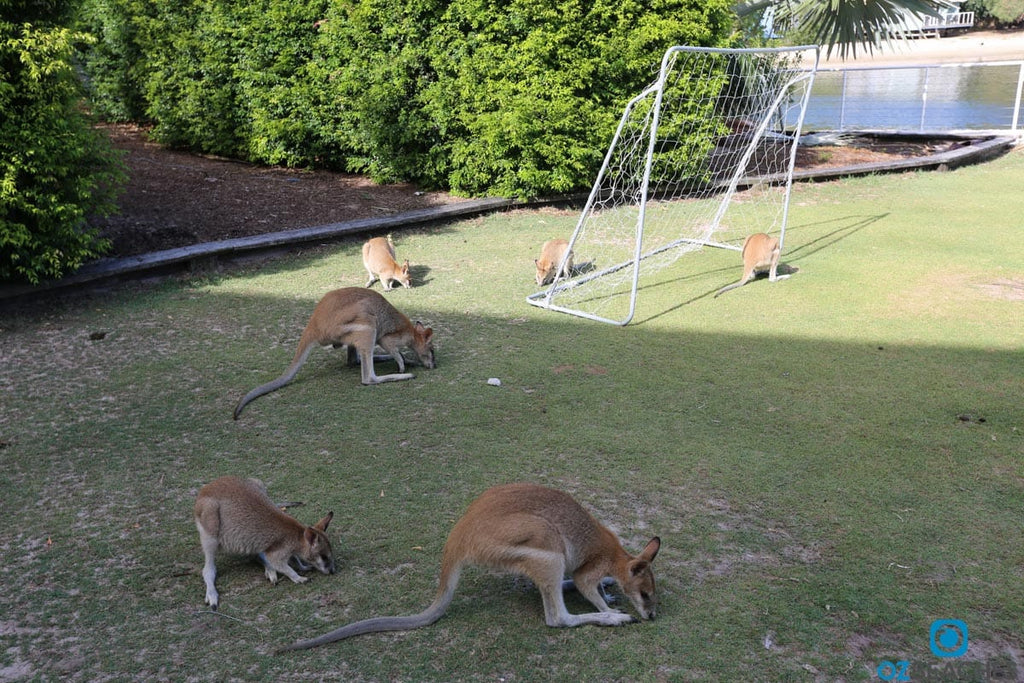 Six kangaroos playing soccer on South Stradbroke Island