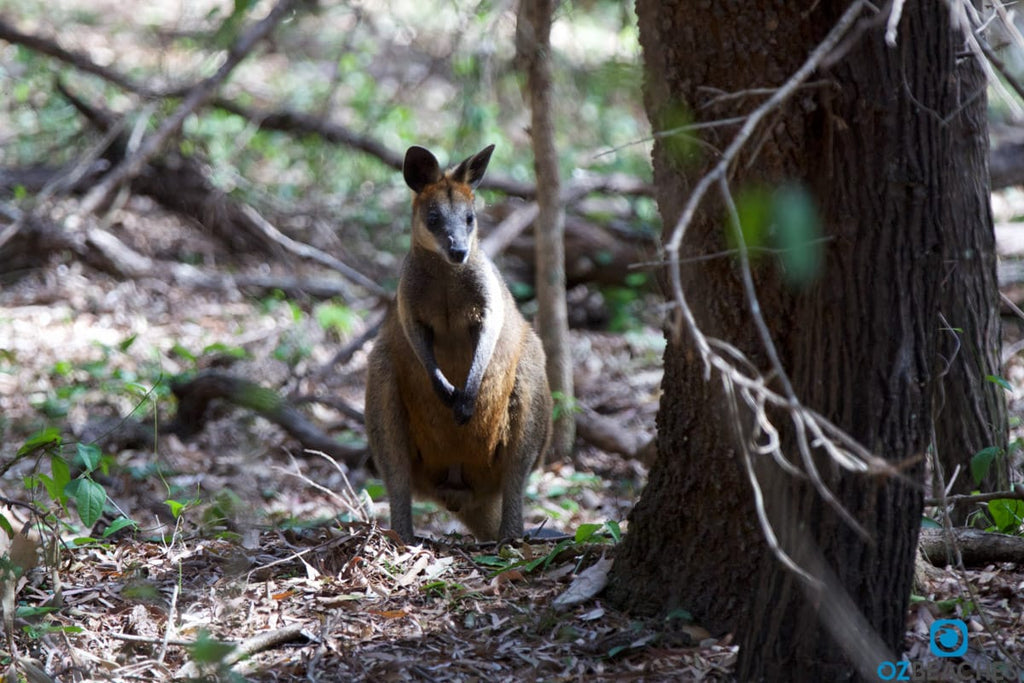 Wallabys are common on South Stradbroke Island