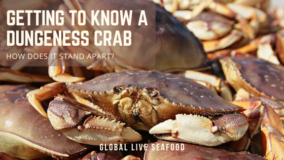 focus shot of a dungeness crab