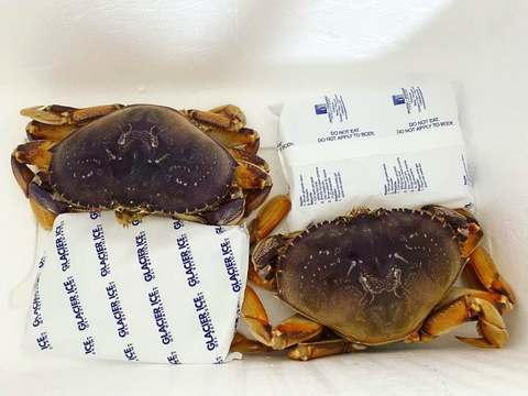 2 live dungeness crabs in styrofoam boxes packed with ice gels