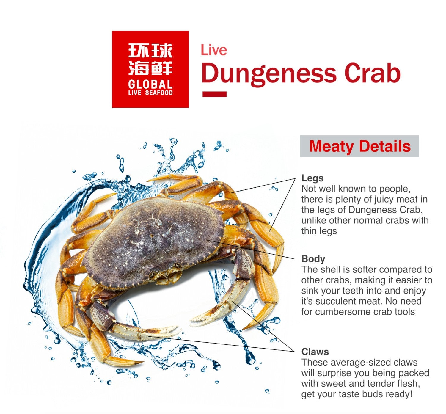 global live seafood dungeness crab with watersplash background