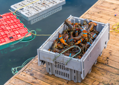 live boston lobsters in a basket 