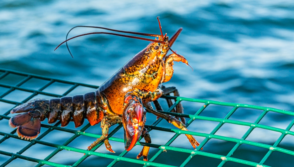 boston lobster on fence