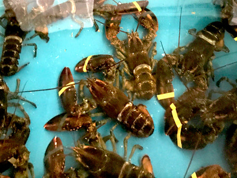 live boston lobsters in tank