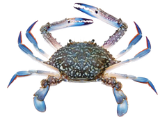 flower crab on white background