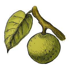 manchineel is a poisonous plant