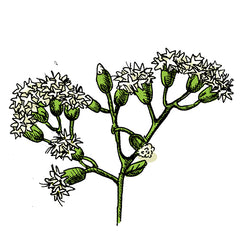 the white snakeroot is a poisonous plant