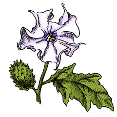 the jimsonweed is a poisonous plant