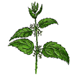 the stinging nettle is a poisonous plant