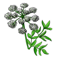 poison hemlock is a poisonous plant