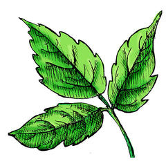 poison ivy is a poisonous plant