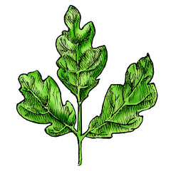 poison oak is a poisonous plant