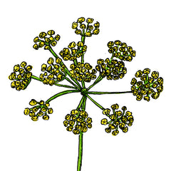 wild parnsip is a poisonous plant